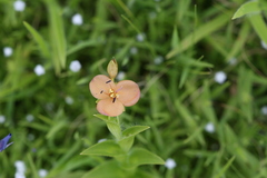 Murdannia lanuginosa
